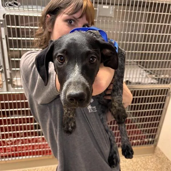 A baby small-sized female Black German Shorthaired Pointer dog named Mary Jane for adoption in Tempe, AZ