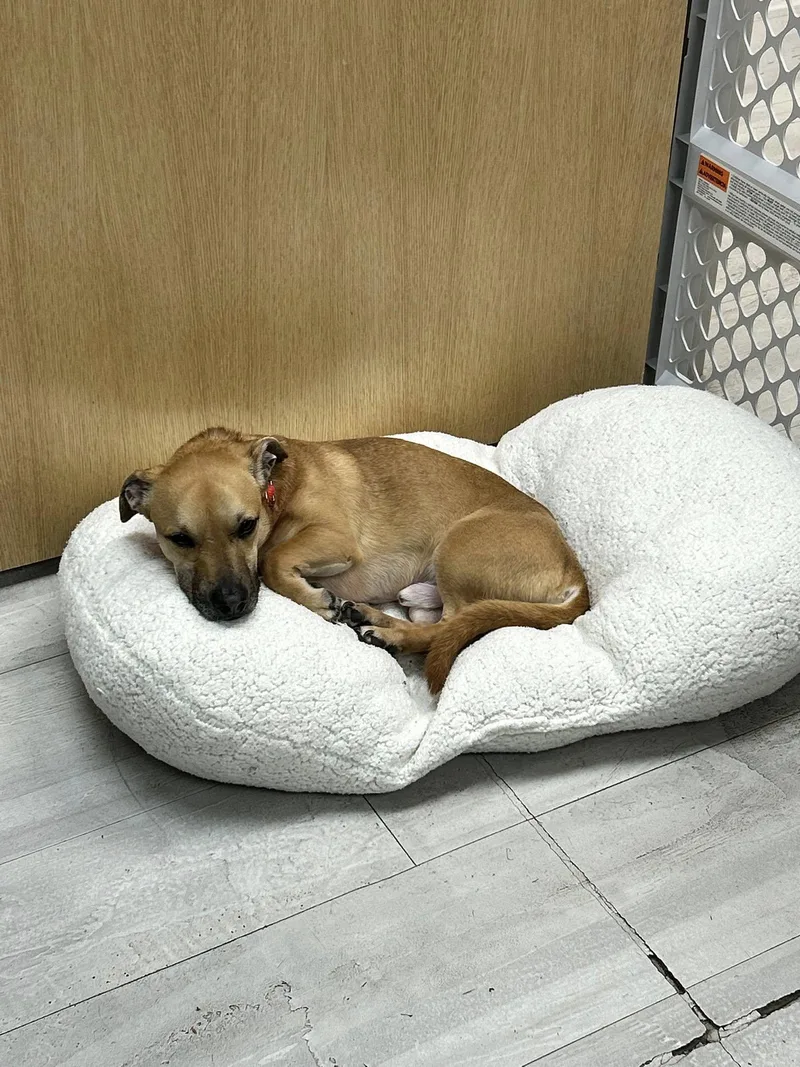 Lil Dude thumbnail 2