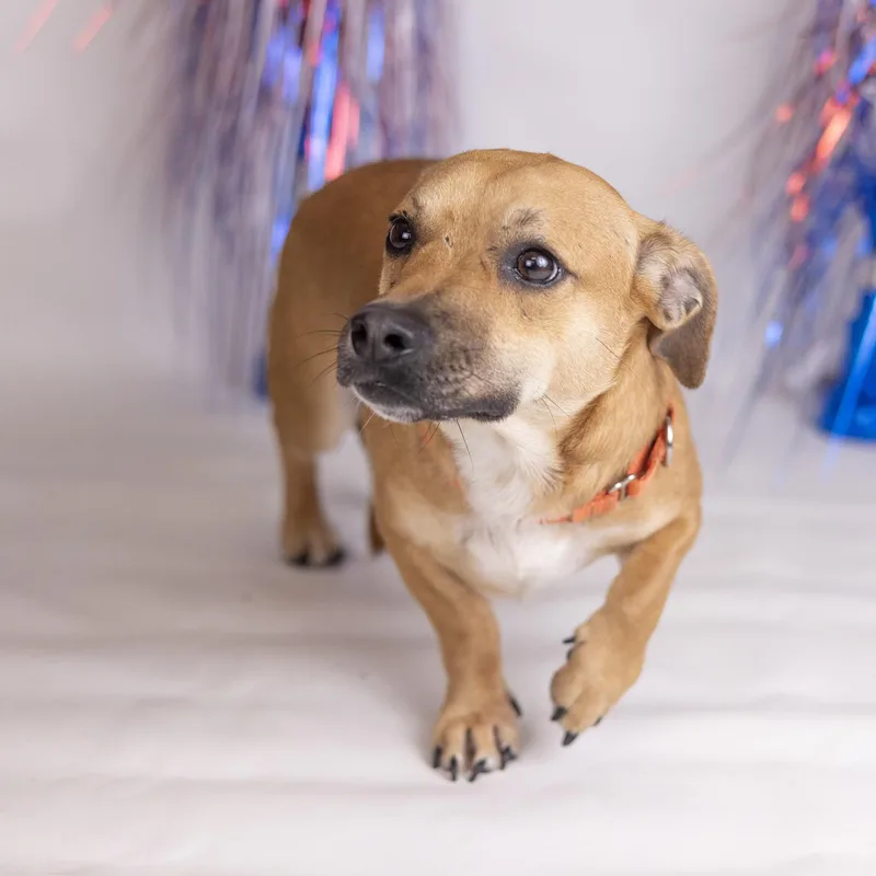 Lil Dude thumbnail 4