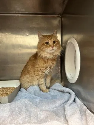 A young large-sized female Orange / Red Domestic Long Hair cat named 61402660 for adoption in El Paso, TX
