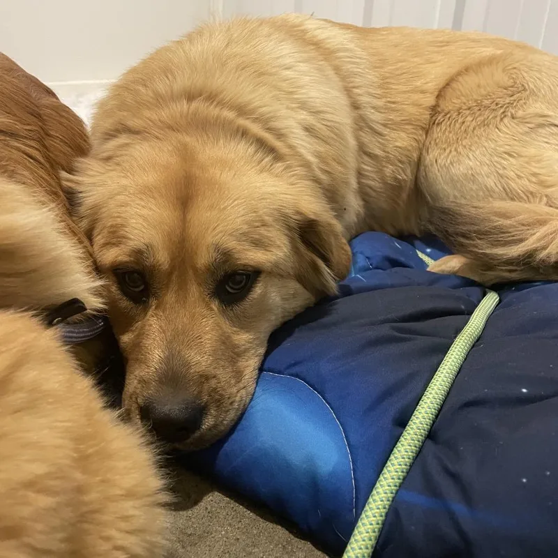 Winnie  Black Nose thumbnail 2