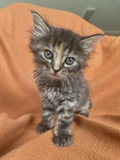 An adult small-sized female Domestic Short Hair cat named Arm & Hammer for adoption in Columbus, IN