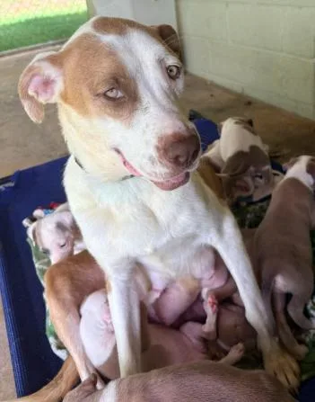 An adult medium-sized female Brown / Chocolate Pit Bull Terrier dog named Taylor Swift for adoption in Wenonah, NJ
