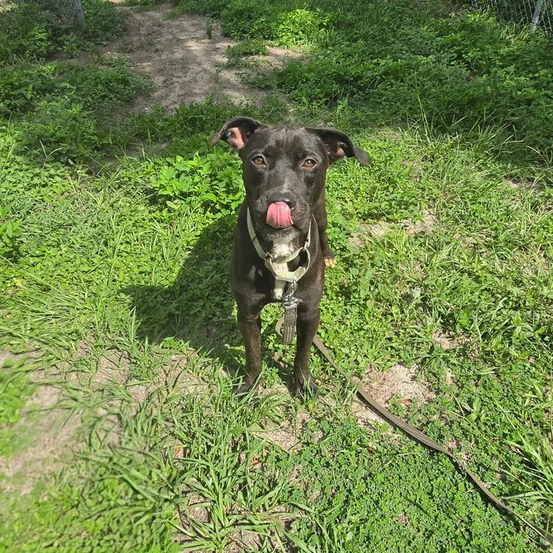 An adult medium-sized male Black Mixed Breed dog named Vader for adoption in Lake Panasoffkee, FL