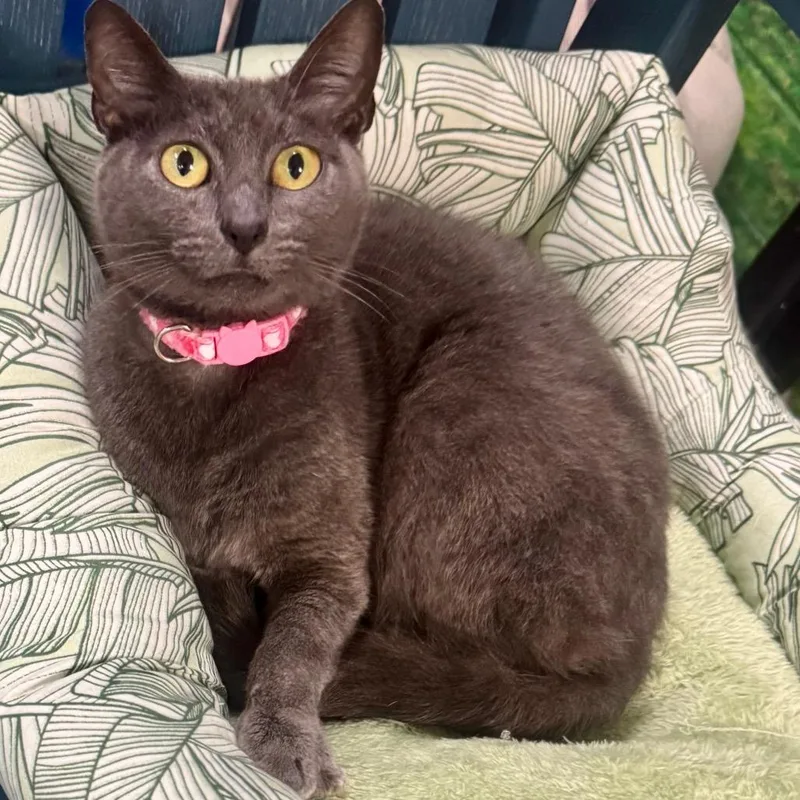 A young medium-sized female Gray / Blue / Silver Domestic Short Hair cat named Peggy for adoption in Lakeland, FL