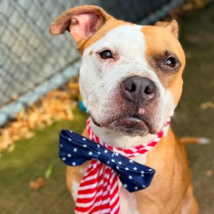 An adult small-sized female Brown / Chocolate Pit Bull Terrier dog named Reese ~ Coming Soon! for adoption in Chicago, IL