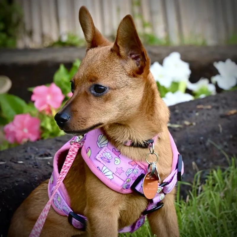 An adult small-sized female Chihuahua dog named Persephone aka Mitzi for adoption in Blanchard, OK
