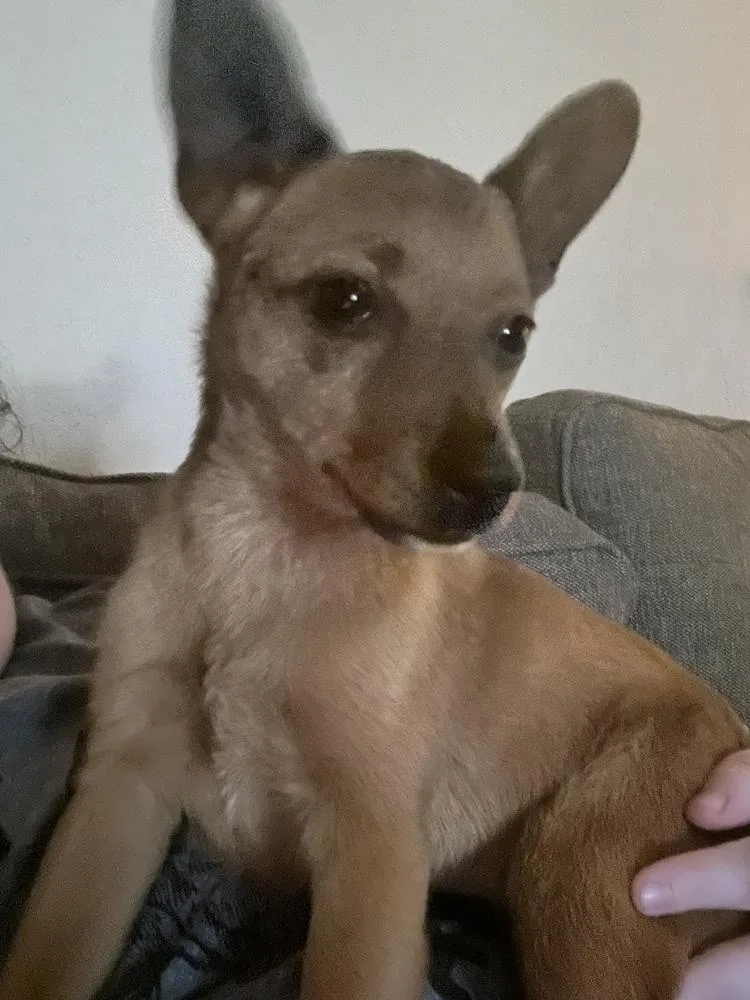 Persephone aka Mitzi thumbnail 3