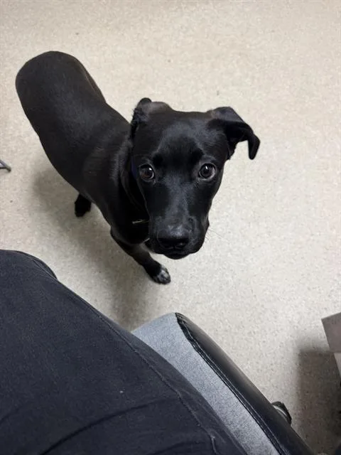 A young small-sized female Chihuahua dog named Loca for adoption in Bakersfield, CA