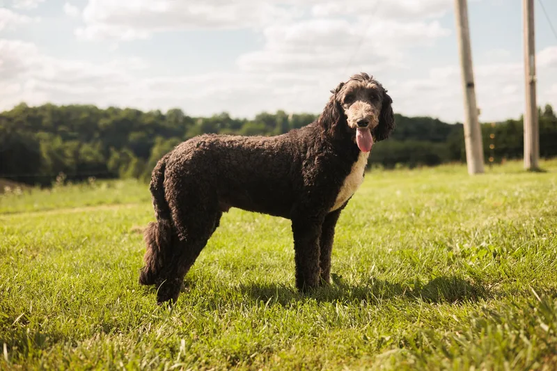 Milo