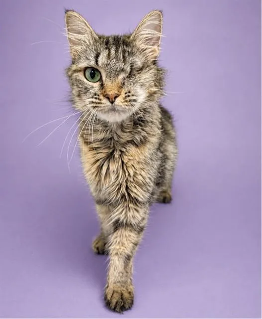 A young small-sized female Domestic Short Hair cat named Elizabeth for adoption in Westminster, MD