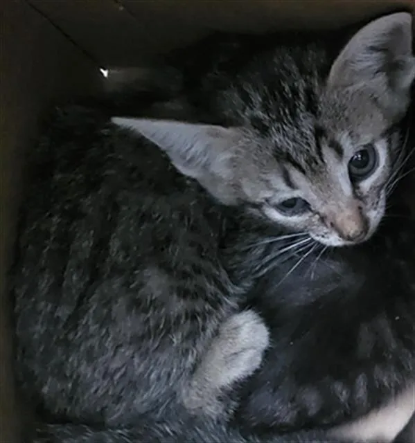 A baby medium-sized female Domestic Long Hair cat named Elvira for adoption in Dallas, TX