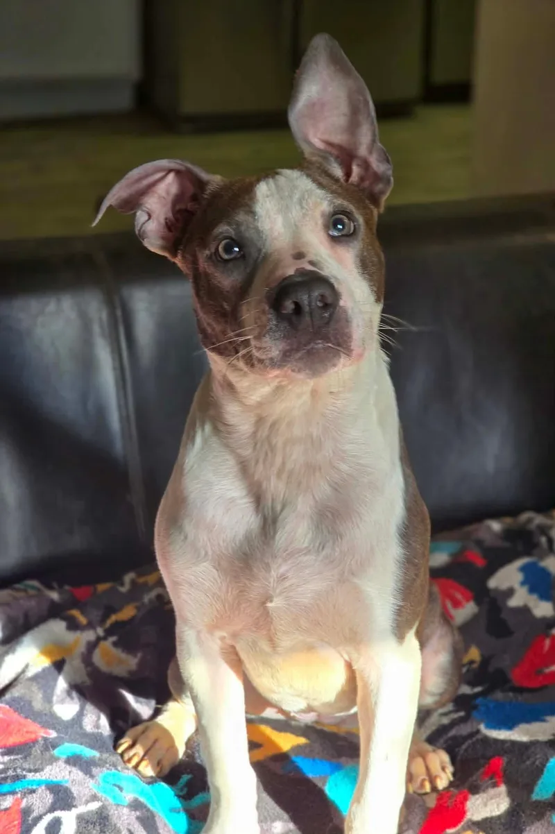 Portia