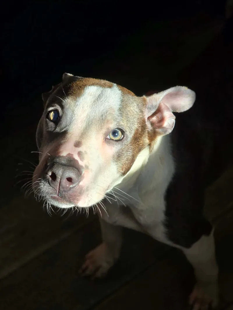 Portia thumbnail 2