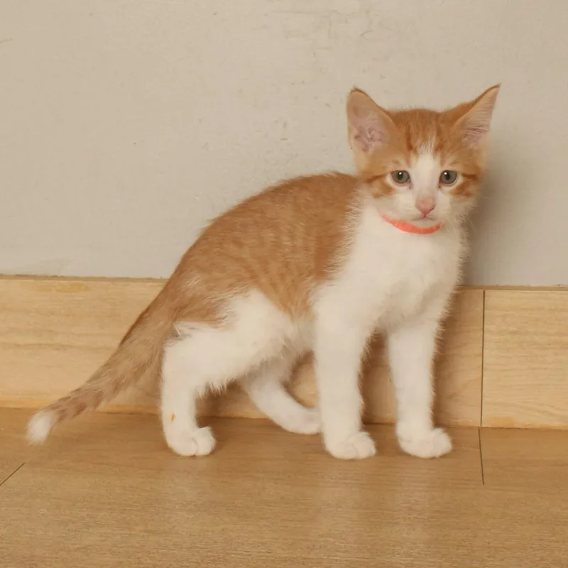 A baby small-sized male Orange / Red Domestic Short Hair cat named Orange C for adoption in Minnetonka, MN