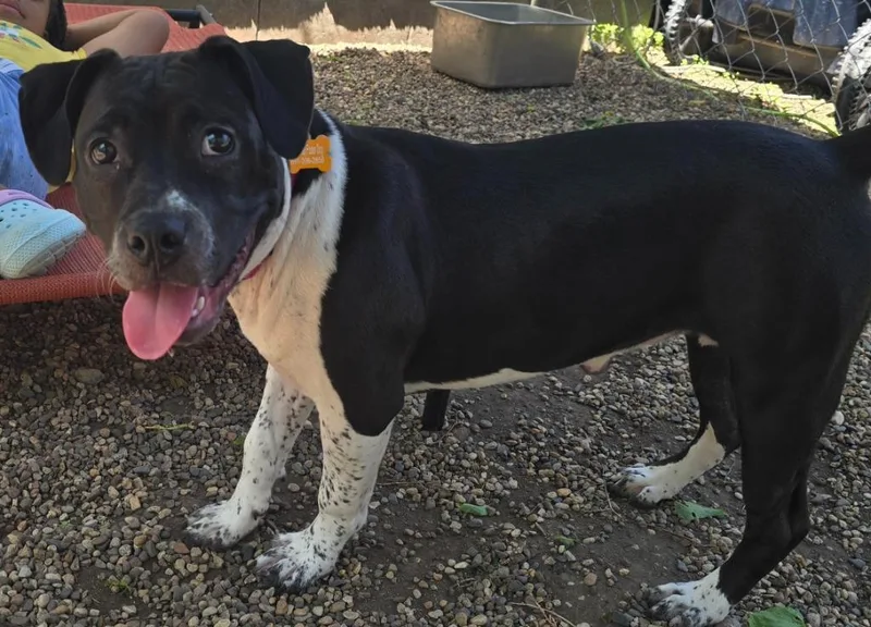A baby medium-sized female Pit Bull Terrier dog named Rosie for adoption in Minneapolis, MN
