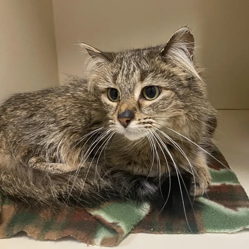 An adult medium-sized female Tabby (Buff / Tan / Fawn) Domestic Medium Hair cat named Amelie for adoption in Elyria, OH