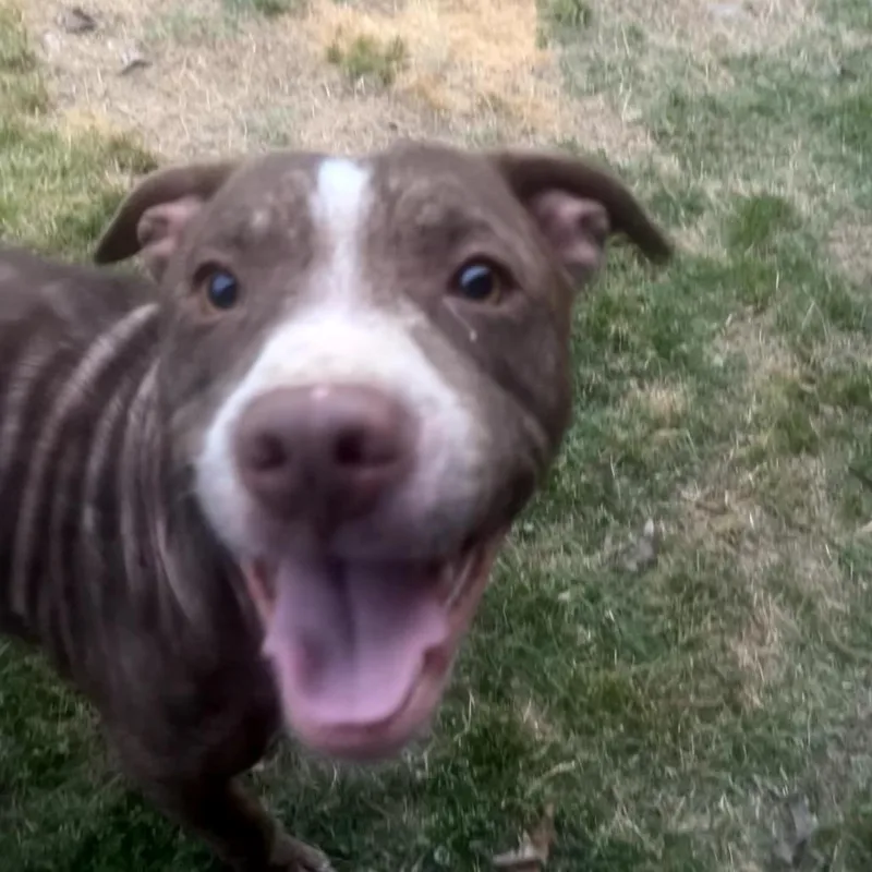 A young medium-sized male Brown / Chocolate Mixed Breed dog named Chowder for adoption in Jersey City, NJ