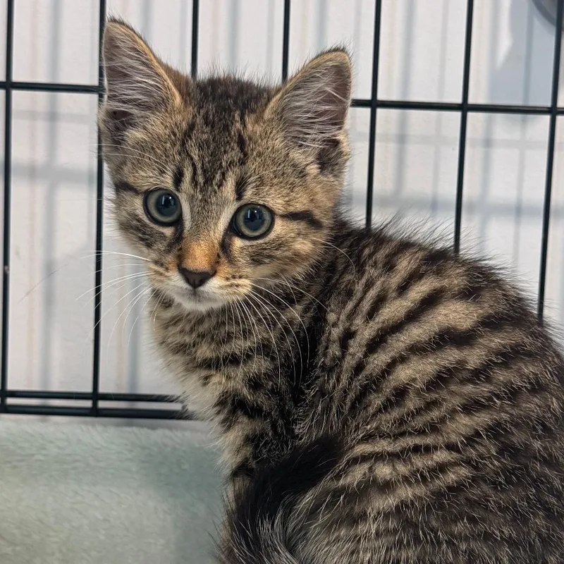 A baby small-sized male American Shorthair cat named Connelly for adoption in Danbury, CT