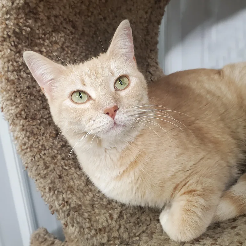 A young medium-sized female Orange / Red Domestic Short Hair cat named Harmony for adoption in Marseilles, IL