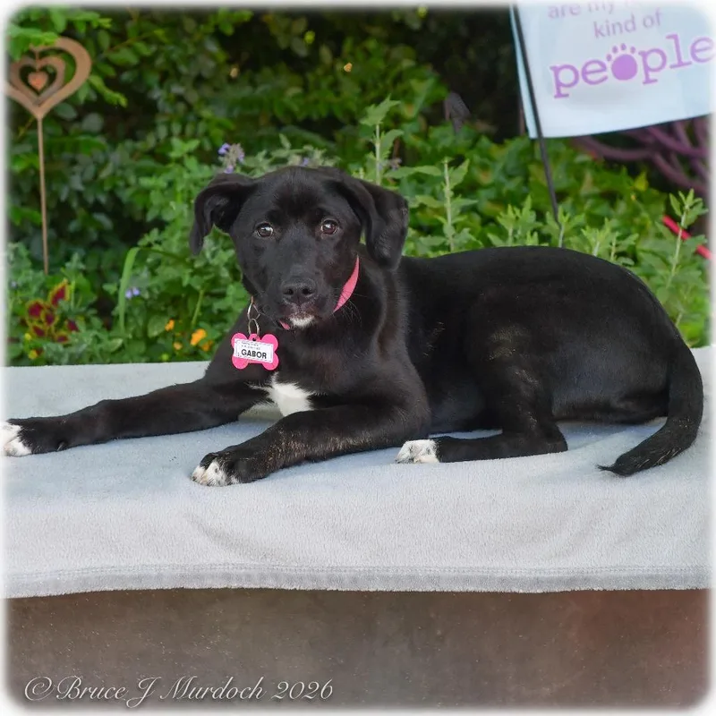 A baby medium-sized female Black Labrador Retriever dog named Gabor for adoption in Wake Forest, NC