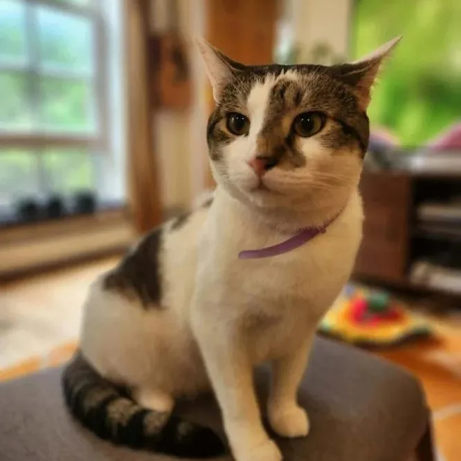 A young medium-sized female White Domestic Short Hair cat named Lucas for adoption in Weehawken, NJ