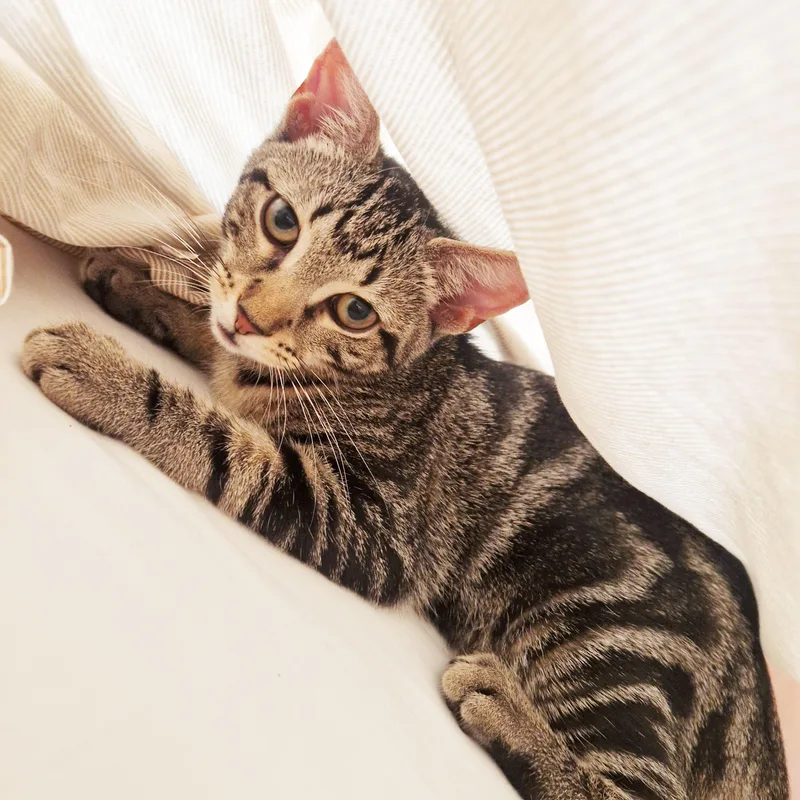 A baby medium-sized female Tabby (Brown / Chocolate) Domestic Short Hair cat named Compass for adoption in BROOKLYN, NY
