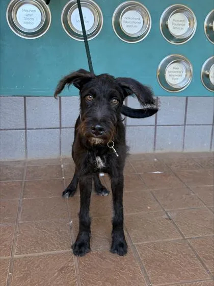 A young medium-sized female Airedale Terrier dog named Buzzs for adoption in Honolulu, HI