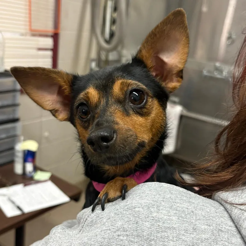 An adult small-sized female Chihuahua dog named Sunny for adoption in Ardmore, OK