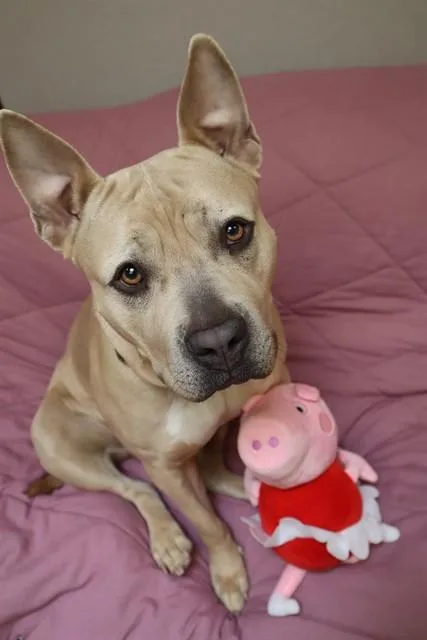 An adult large-sized female Pit Bull Terrier dog named Peppa for adoption in Aliquippa, PA