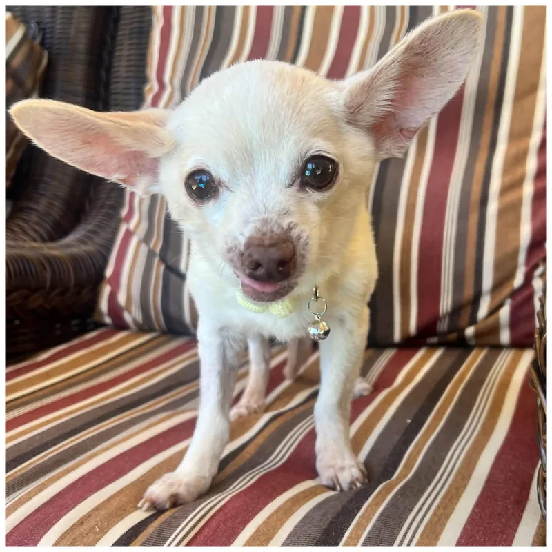 A senior small-sized female White / Cream Chihuahua dog named Lil Mouse for adoption in Clovis, CA