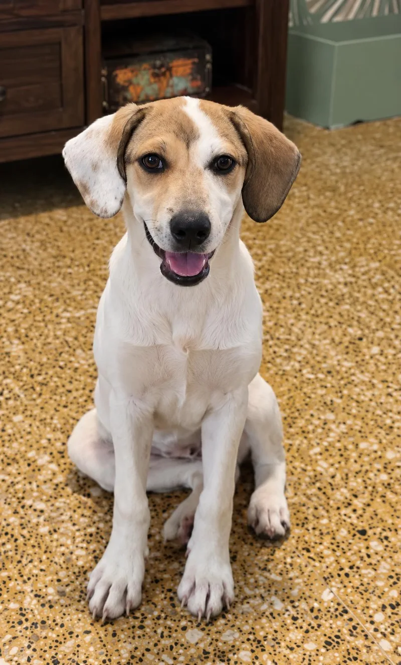 A baby medium-sized female Beagle dog named Jackie Sparrow for adoption in Carolina, PR