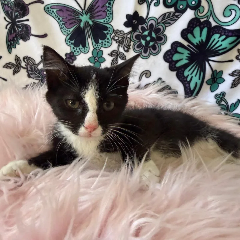 A baby small-sized male Black Domestic Short Hair cat named Hephaestus for adoption in Deerfield, IL