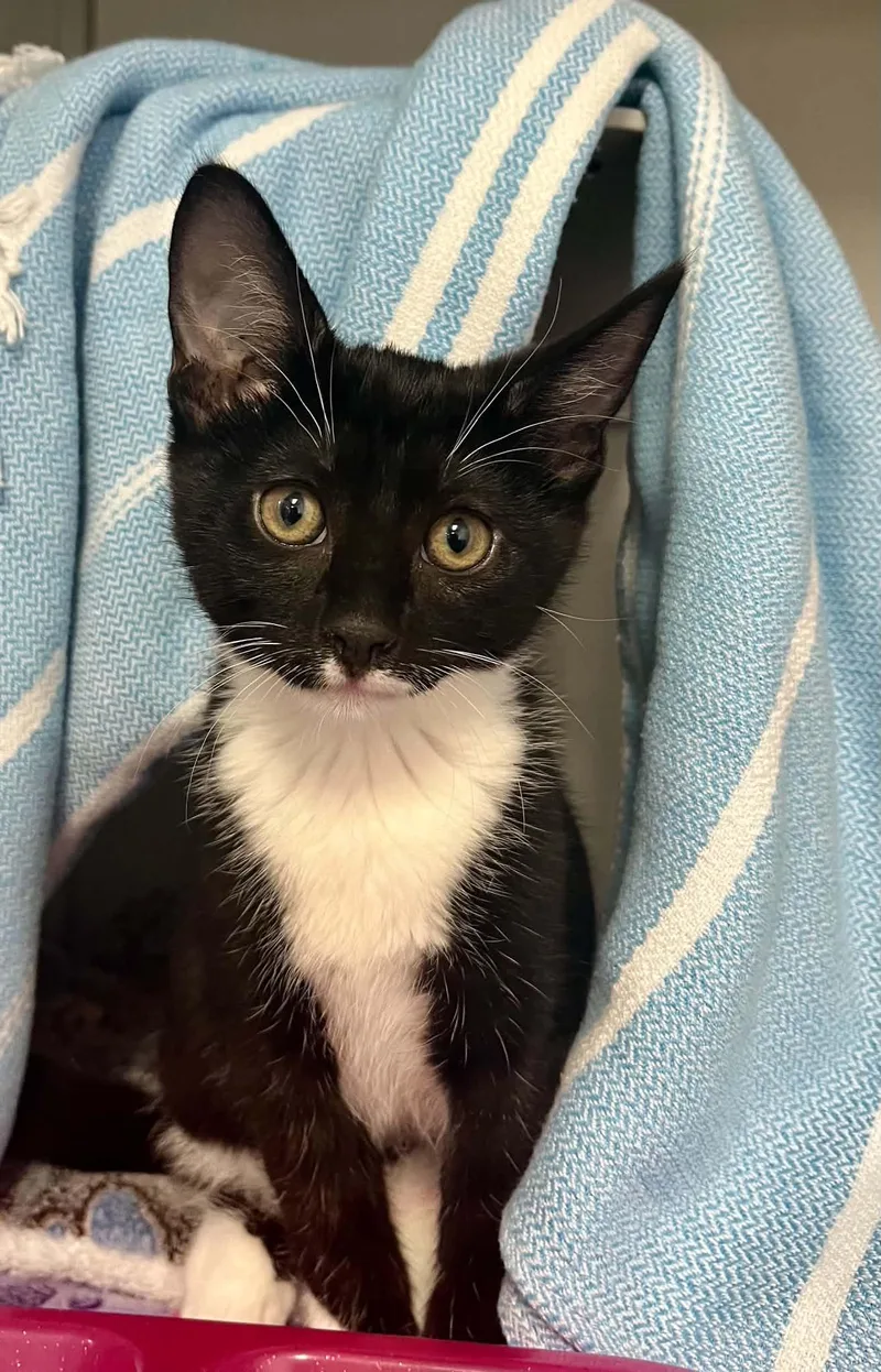 A young medium-sized male Domestic Short Hair cat named Jungle for adoption in Moundsville, WV