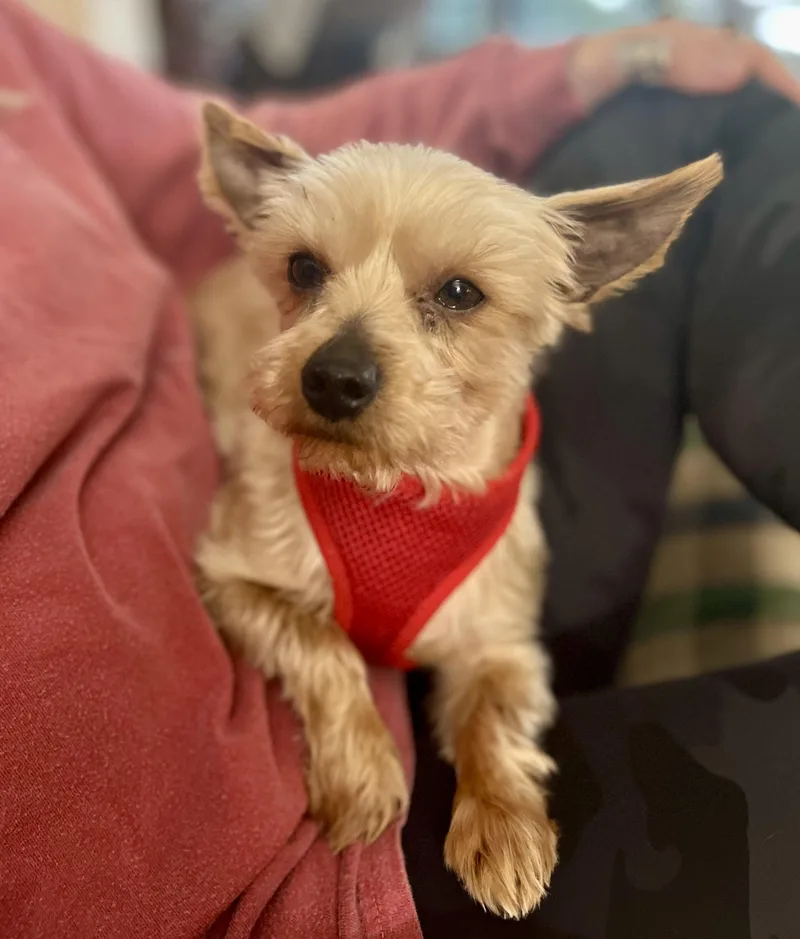 Bramwell Rush thumbnail 3