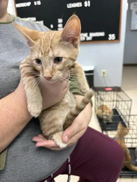 A baby small-sized male Domestic Short Hair cat named Dorito for adoption in Killeen, TX