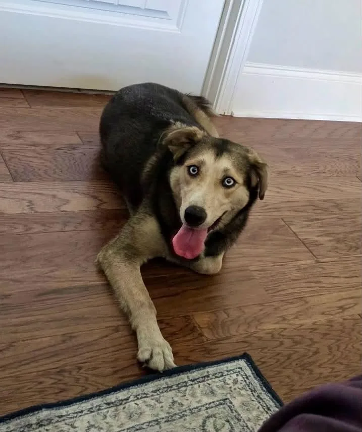 A young medium-sized female Husky dog named Cally for adoption in Largo, FL