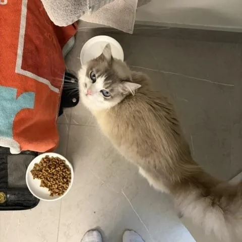 An adult large-sized male Gray & White Ragdoll cat named Koki for adoption in Los Angeles, CA