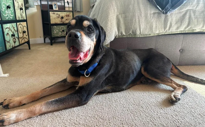 A senior medium-sized male Black Pit Bull Terrier dog named Hercules for adoption in Tinton Falls, NJ