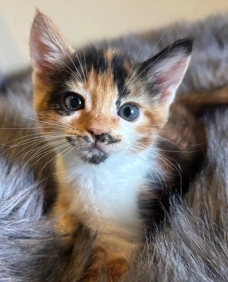 A baby medium-sized female Domestic Short Hair cat named Molly for adoption in San Jose, CA
