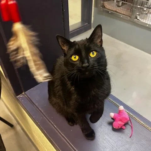 Jungle Gym thumbnail 2