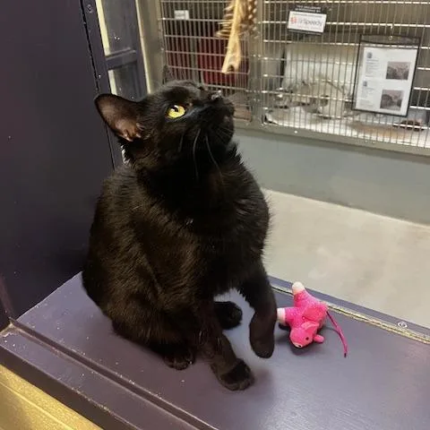 Jungle Gym thumbnail 3