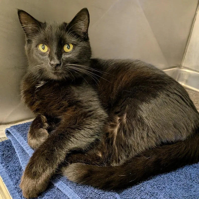 Jungle Gym thumbnail 4