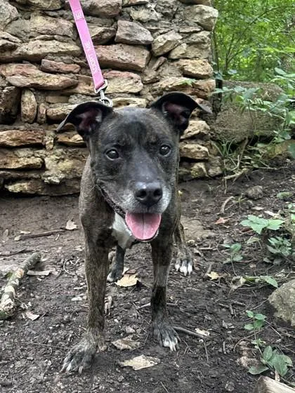 A senior large-sized female Black Mixed Breed dog named Agnes for adoption in Kansas City, MO