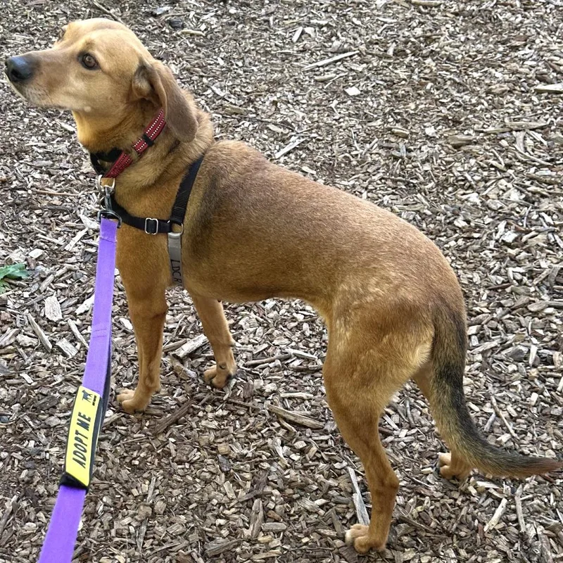 An adult medium-sized female Red / Chestnut / Orange Shepherd dog named Saddie for adoption in Falls Church, VA