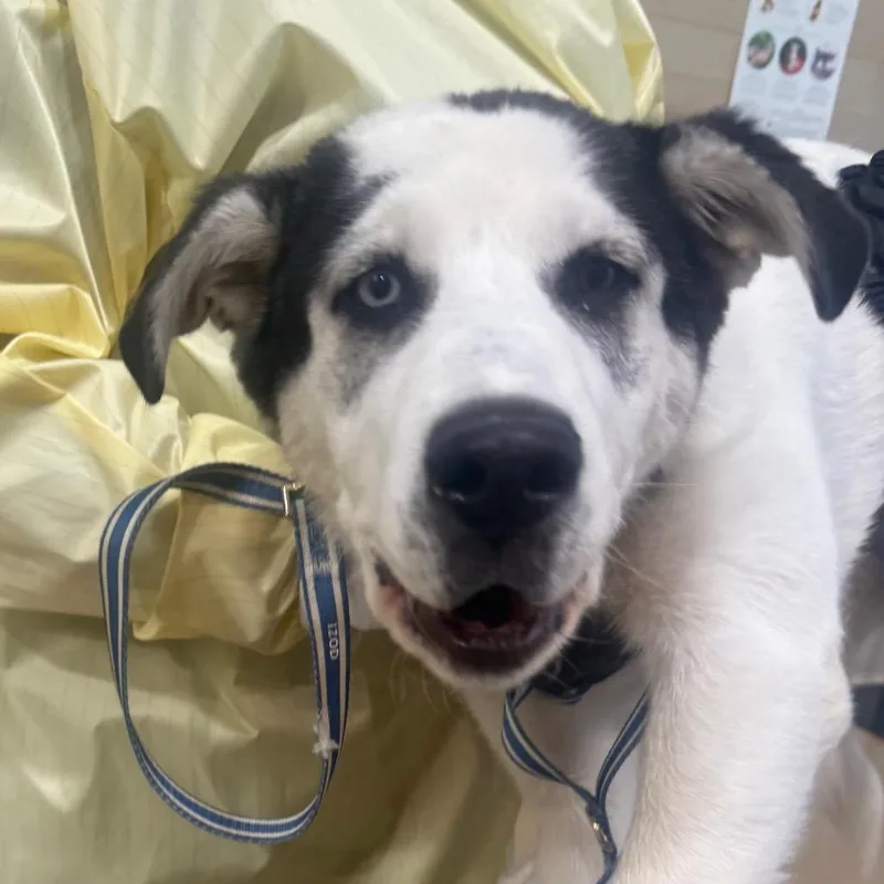 A baby medium-sized male White / Cream Mixed Breed dog named Jensen for adoption in Winston-Salem, NC