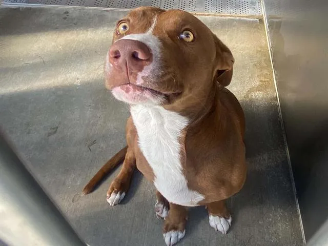 A young large-sized male Staffordshire Bull Terrier dog named Takoyaki for adoption in Tustin, CA