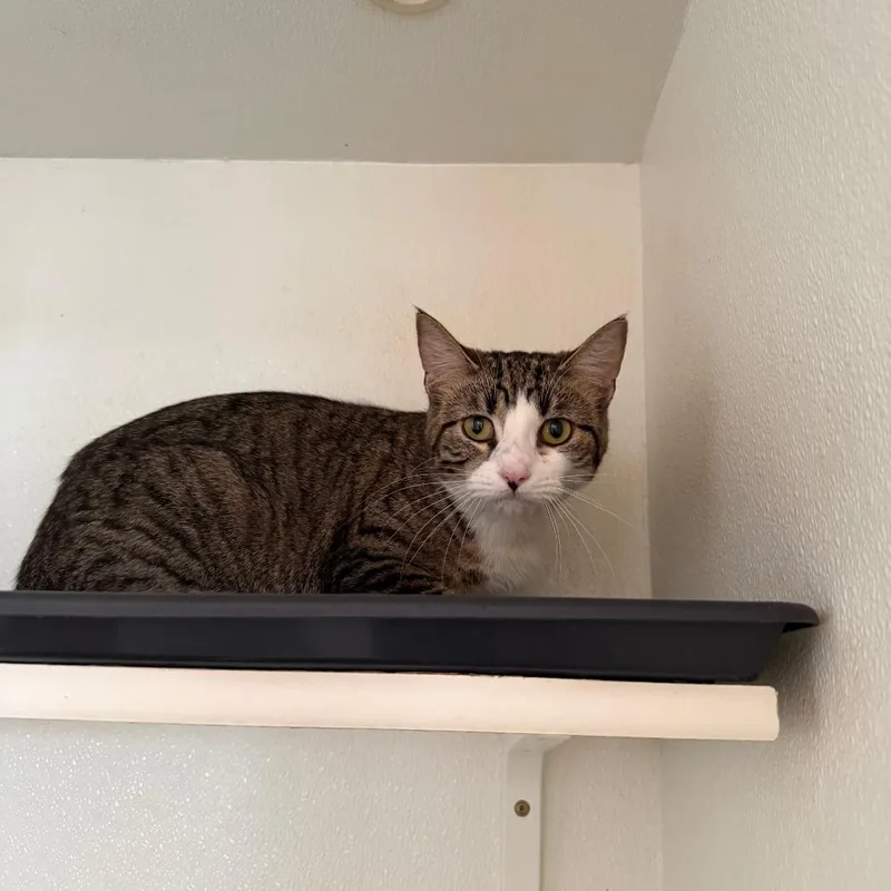 Mj Costa Mesa Location