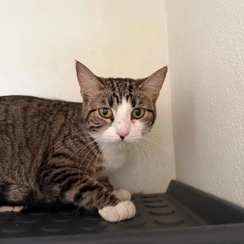 Mj Costa Mesa Location thumbnail 3