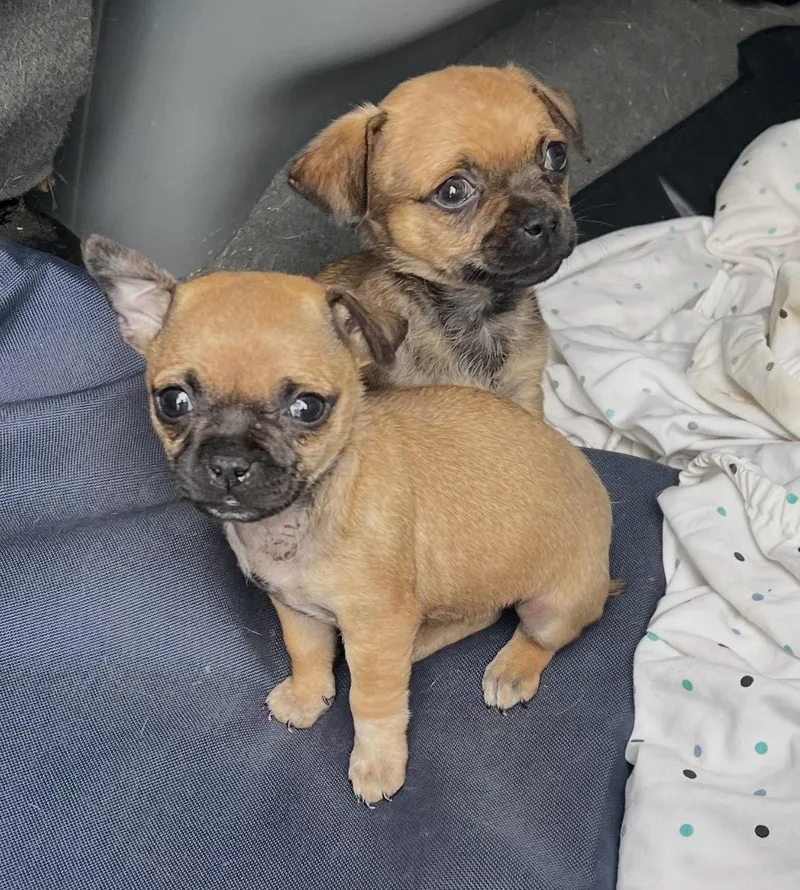 A baby small-sized female Pug dog named Rhea for adoption in Blue Bell, PA
